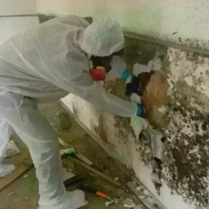 Mold Remediation and Removal in Lincoln County, TN